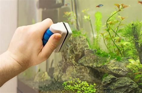 Cleaning Aquarium Rocks With Vinegar - Wese Aquarium Fish