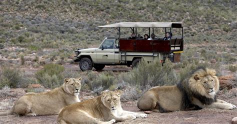 10 BEST Safari Tours Near Cape Town (Full-Day & Overnight) | Tickets 'n ...