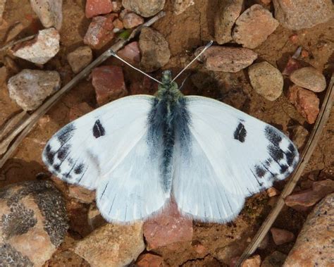 UK Butterflies - Pieridae