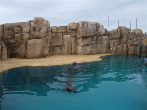 Common Seal Pool at Rhyl SeaQuarium 04/05/09 - ZooChat