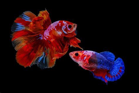 Betta fish Archives - Aquariadise