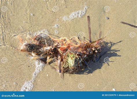 Stranded Posidonia Oceanica Seagrass Leaves Stock Image - Image of trash, pollution: 201233979