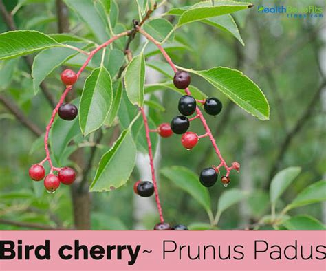 Bird cherry facts and health benefits