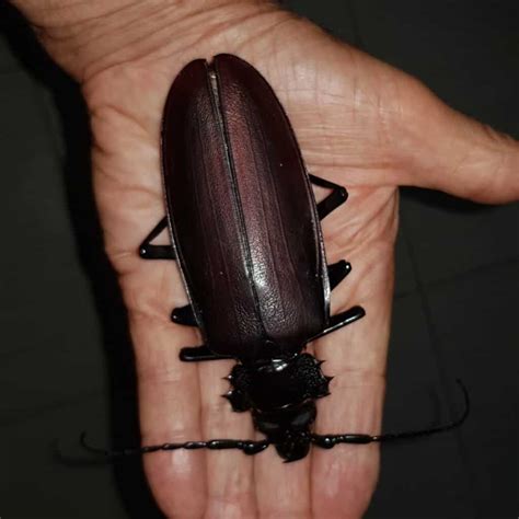 10 of the Largest Flying Insects in the World - IMP WORLD