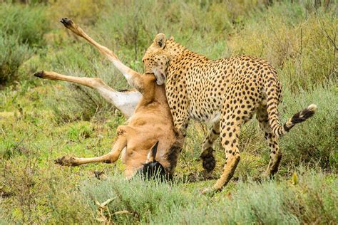 Wildlife in Serengeti National Park Tanzania — Uganda gorilla tracking tour