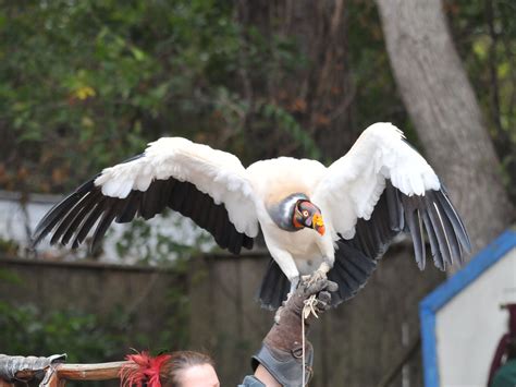 The Online Zoo - King Vulture