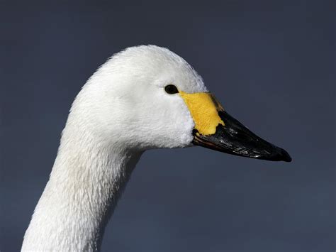 What Do Swans Eat? (And What Not to Feed Them?) | Birdfact