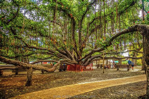 Lahaina Banyan Tree Photograph by Mark Joseph - Fine Art America