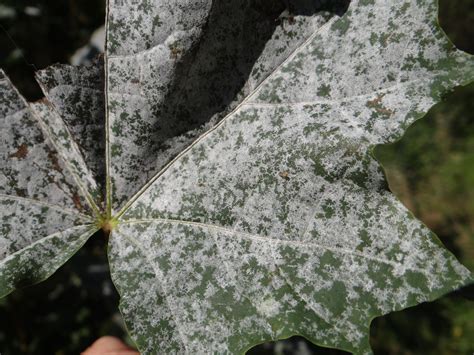 Common Tree Fungus Identification and Treatment