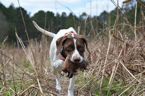 Georgia Quail Hunting: The Best Way To Hone Your Hunting Skills?