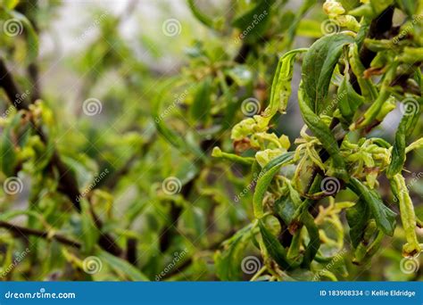 Plum Leaf Curl, a Disease Caused by Aphids that Causes Curling of the Fruit Tree Leaves Stock ...