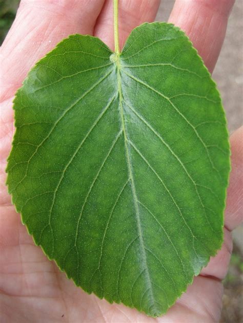 Last Alder in Leaf - Tree Guide UK