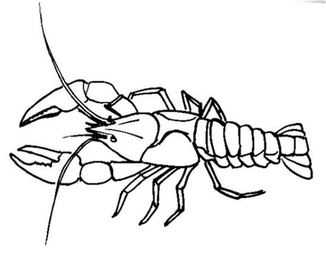 How to draw a Crayfish tutorial