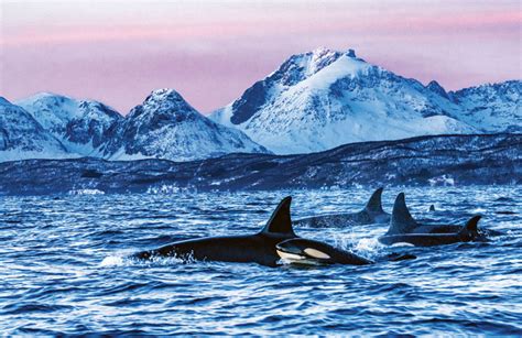 Swimming with orcas | Reader's Digest Asia