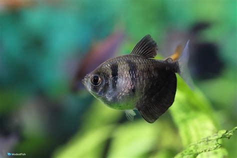 Black Skirt Tetra Care & Tank Set Up Guide For Beginners