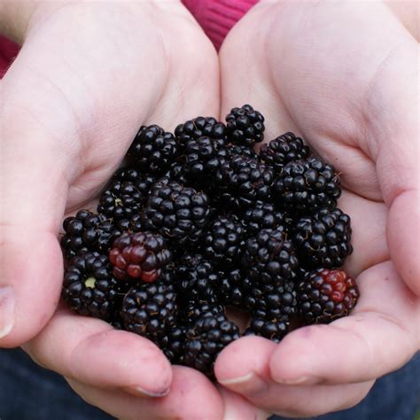 Blackberry Picking