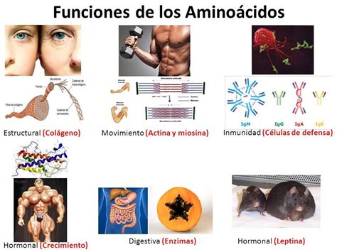 2. BIOMOLECULAS 2.1 AMINOÁCIDOS Estructura química Clasificaciones ...