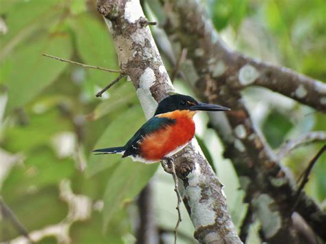 Home - Honduran Birds