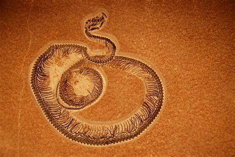 Hindered Settling: Fossilized snake with exploded head