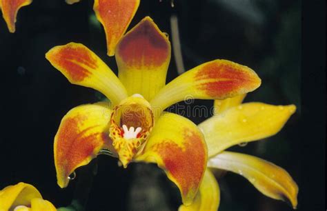 Orchid in Venezuela stock image. Image of flower, orchid - 196311873