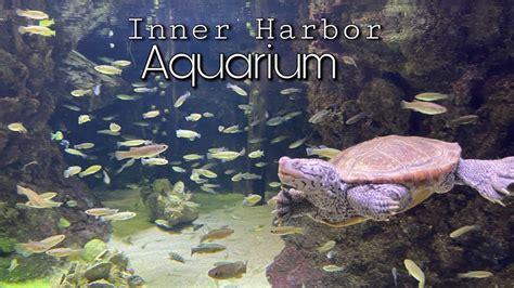 INNER HARBOR BALTIMORE AQUARIUM 4K VIDEO - YouTube