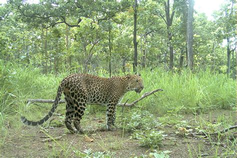 Endangered Mammals of Cambodia | WWF