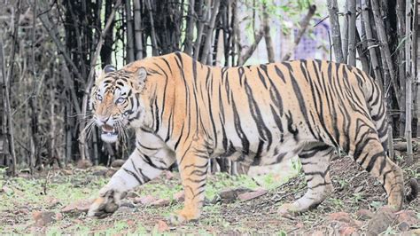 Rapid response team formed at Bihar’s Valmiki Tiger Reserve to keep eye on wildlife amid ...