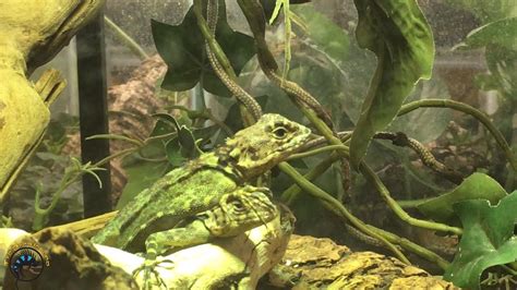 Meet Our BRAND NEW Lizard Species, the Collared Tree Runner Lizard!!! - YouTube