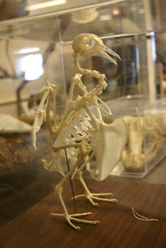 Pigeon Skeleton | Ryan Somma | Flickr