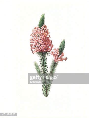 Flower Antique Illustration Erica Stock Clipart | Royalty-Free | FreeImages