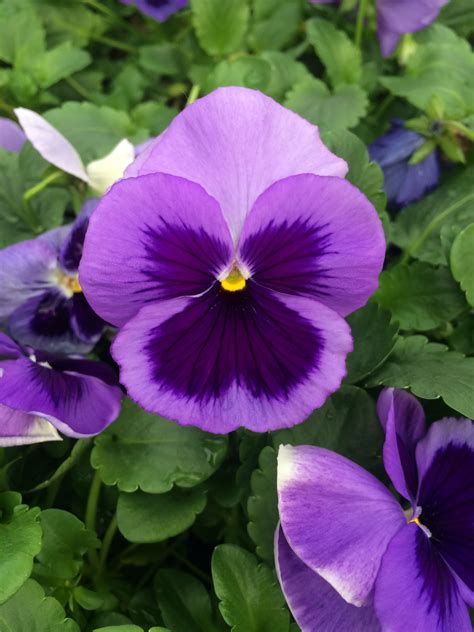 Pansy flower purple | Pansies flowers, Growing flowers, Flowers