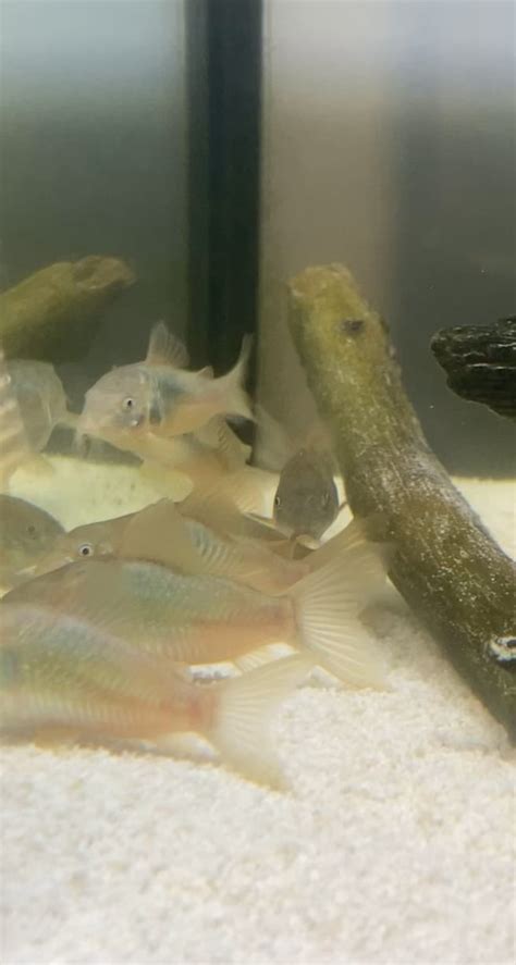 Breeding size yet? : r/corydoras