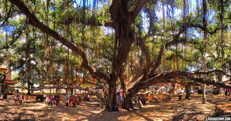 lahaina banyan tree maui - Rod Shafer