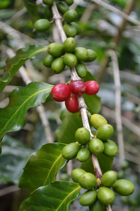 File:Planta de café de Cuetzalan.JPG - Wikimedia Commons