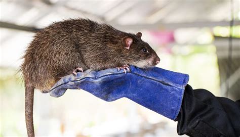 Massive rats – Just how big do they really get? - Pestology