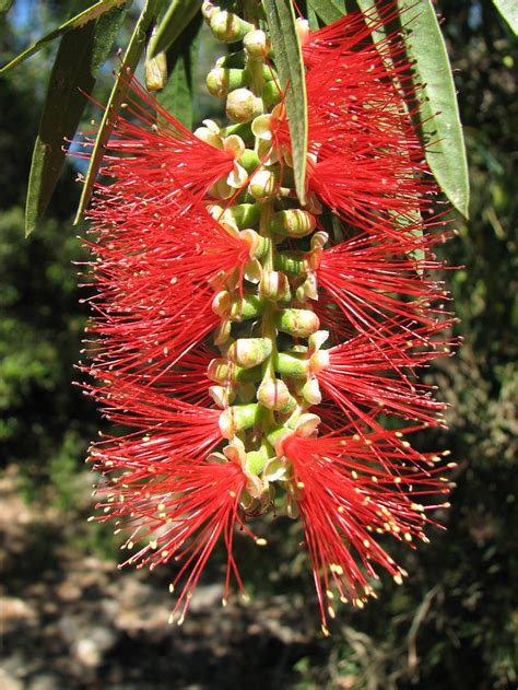 Callistemon - Wikipedia