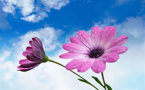 Purple flowers under blue sky- Flower, HD wallpaper | Peakpx