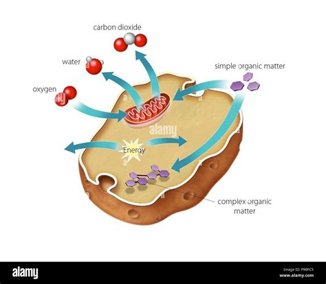 Cellular respiration hi-res stock photography and images - Alamy