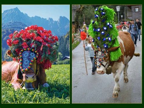 The Tyrol Cow Festival