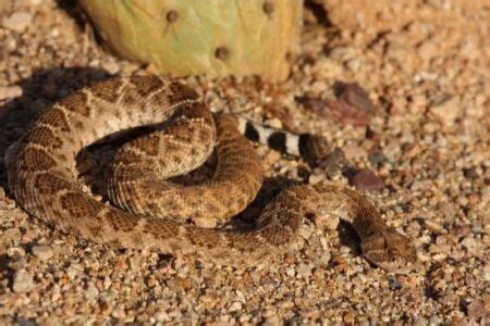 How Do Snakes Adapt To The Desert? (Snake Adaptations) | Snake, Types of snake, Desert animals