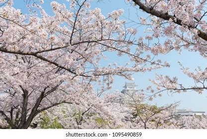 Himeji Castle Cherry Blossom Bloom Stock Photo 1095490859 | Shutterstock