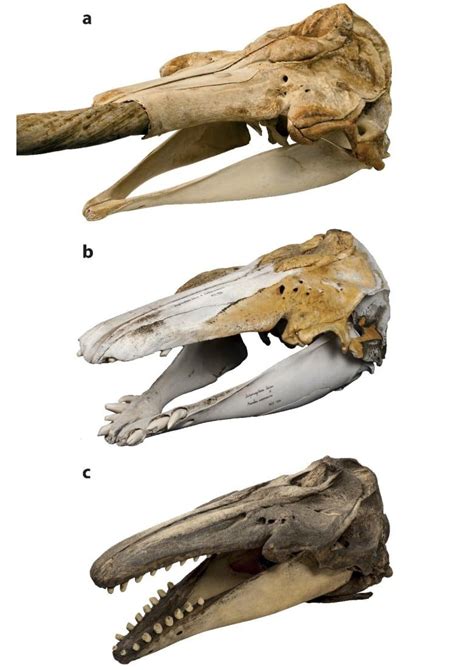 Skulls of (a) a narwhal (b) the hybrid analyzed in the study, and (c) a beluga, show how ...