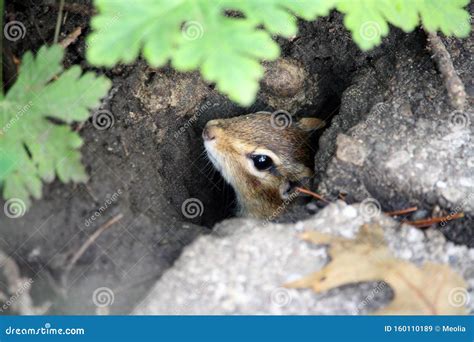 155 Chipmunk Burrow Photos - Free & Royalty-Free Stock Photos from ...