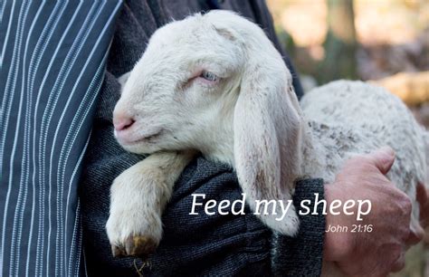 Feed My Sheep | nfcsn.org