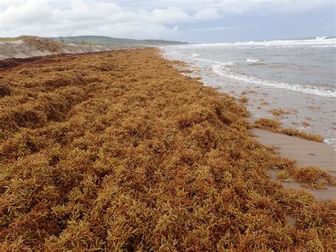 Tobago Gears Up to Fight Sargassum Invasion | Inter Press Service