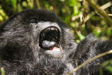 5TF: 5 Things You Didn't Know About Mountain Gorillas (Gorilla beringei ...