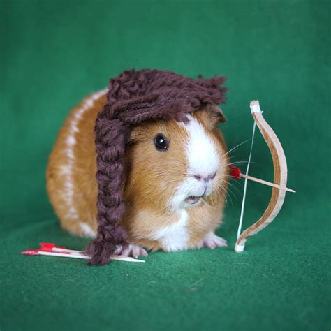 Guinea pig dresses up in the cutest costumes (PHOTOS) – SheKnows