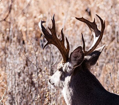 Coues Deer Arizona White-tailed Deer Odocoileus virginianus couesi Photograph of Photo of Image of