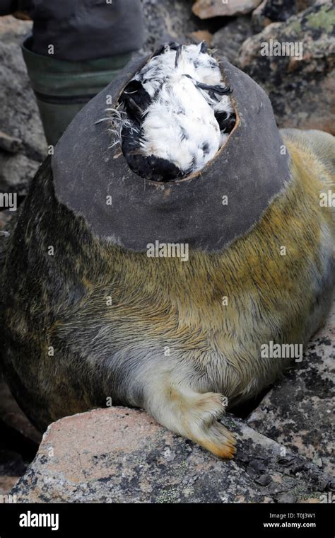 Stuffed seal with Little Auks inside Stock Photo - Alamy