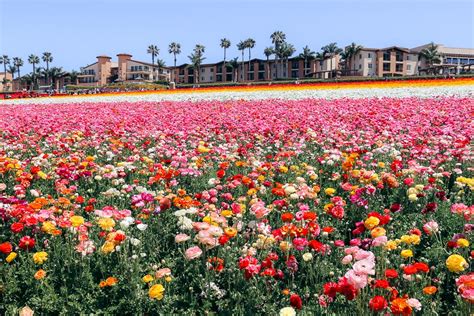 It’s Time to Visit The Flower Fields in Carlsbad (Visit with Kids ...